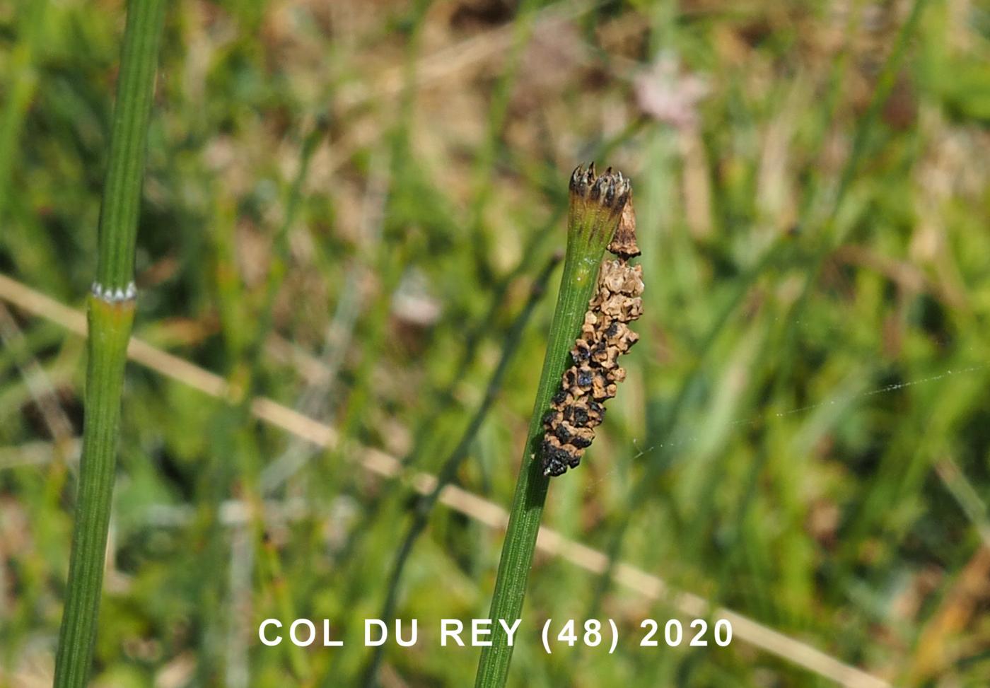 Horsetail, Marsh fruit